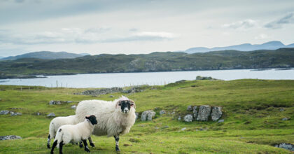 Diversification on the Croft: What You Can Do and What You Need Permission For