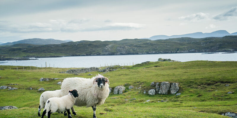 Diversification on the Croft: What You Can Do and What You Need Permission For
