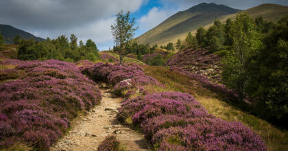 Scotland’s new muirburn licensing regime: What landowners and occupiers need to know