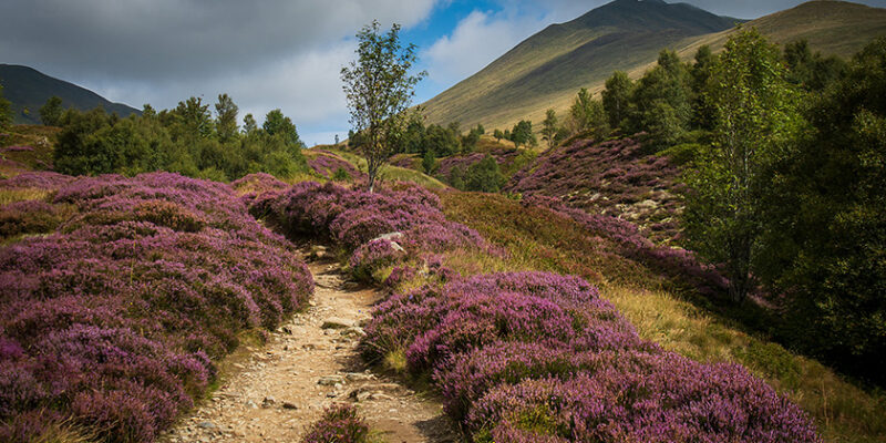 Scotland’s new muirburn licensing regime: What landowners and occupiers need to know