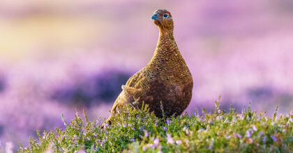 Grouse Licensing in Scotland: Key Changes from Autumn 2026