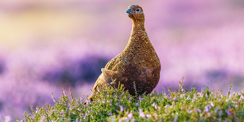 Grouse Licensing in Scotland: Key Changes from Autumn 2026